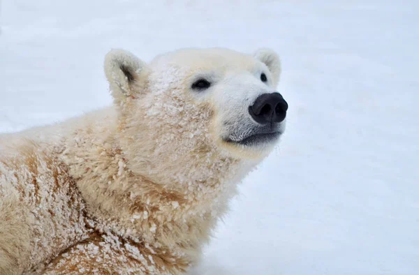 ホッキョクグマのクローズアップの肖像 — ストック写真