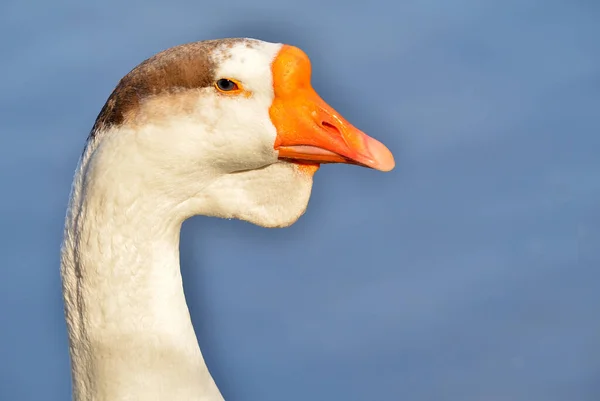 Portrét Bílé Husy Zblízka — Stock fotografie