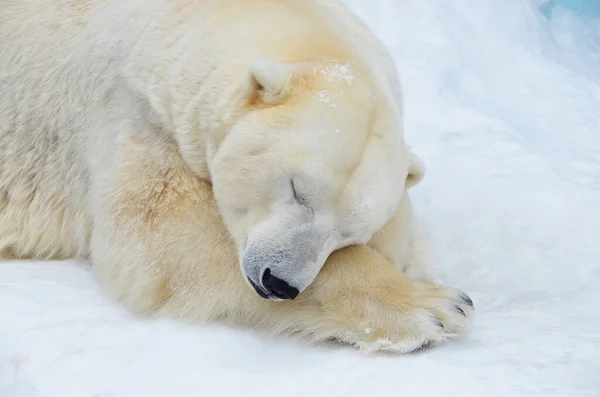 Сім Полярних Ведмедів Спить Снігу — стокове фото