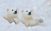 Bílá medvíďata ve sněhu.