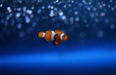 Tropik palyaço balığı berrak suda yüzer..