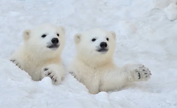 Cuccioli Orso Bianco Nella Neve — Foto Stock