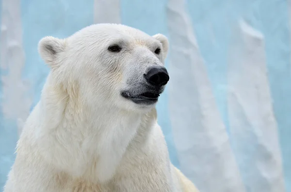 Retrato Oso Polar Cerca — Foto de Stock