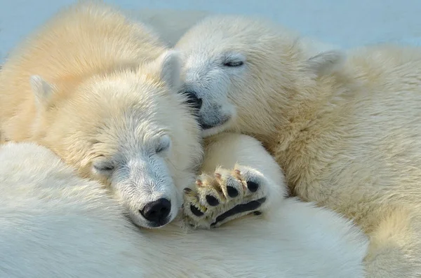 White polar bear cubs sleep.