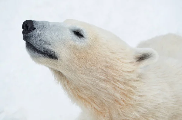 Retrato Urso Polar Close — Fotografia de Stock