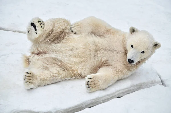 Білий Полярний Ведмідь Лежить Снігу — стокове фото