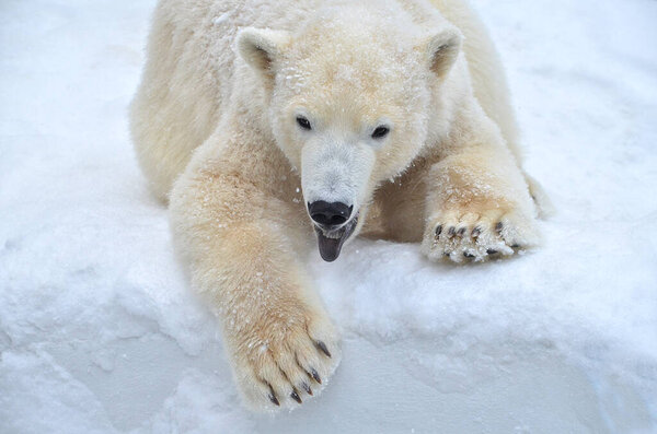 White polar bear lying in the snow.