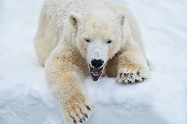 Білий Полярний Ведмідь Лежить Снігу — стокове фото