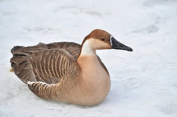 Grijze Gans Ijs — Stockfoto