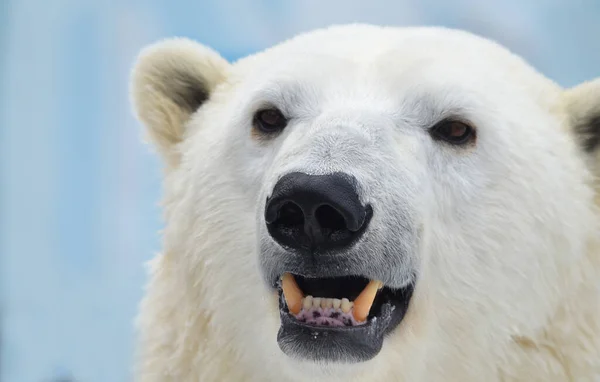 Portrait Polar Bear Close Stock Image