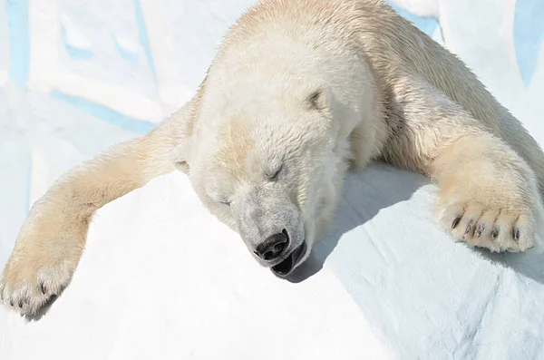 A polar bear sleeps in the snow.