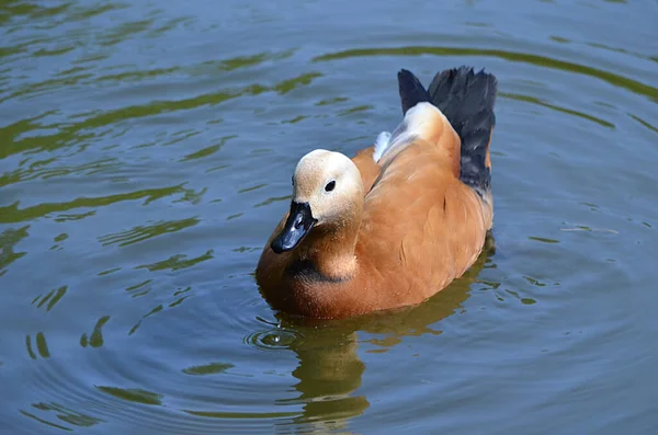 Kachna Plave Vodě — Stock fotografie