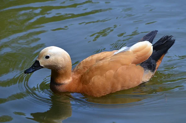 Eend Zwemt Het Water — Stockfoto