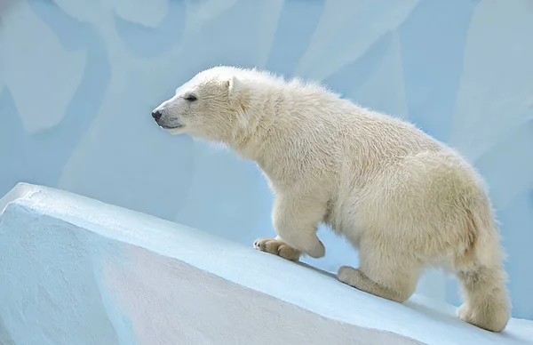 Urso Branco Colina — Fotografia de Stock