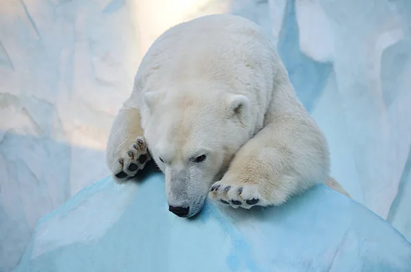 Urso Polar Está Deitado Neve — Fotografia de Stock