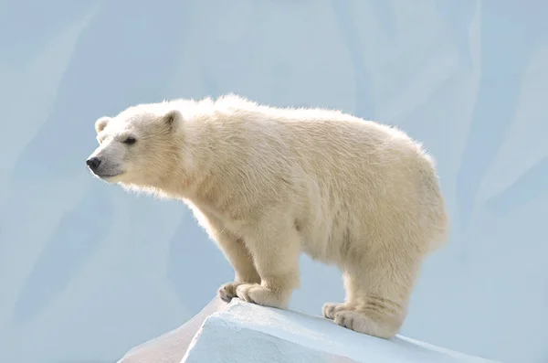 Ours Blanc Sur Colline Photos De Stock Libres De Droits