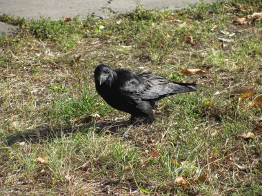Yeşil ve kahverengi çimlerde siyah karga, sığ dof