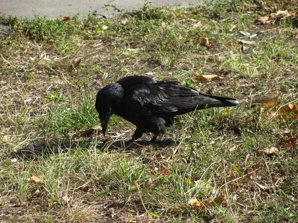 Corvo Nero Erba Verde Marrone Dof Poco Profondo — Foto Stock