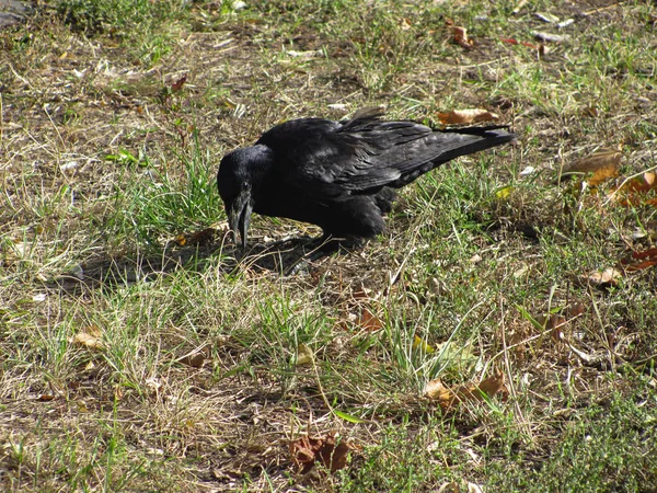 Corbeau Noir Sur Herbe Verte Brune Dof Peu Profond — Photo