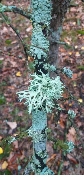 Ramo Com Líquen Azul Floresta Raso Dof — Fotografia de Stock