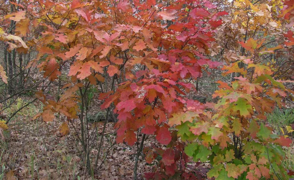 秋天森林里的橡树 — 图库照片