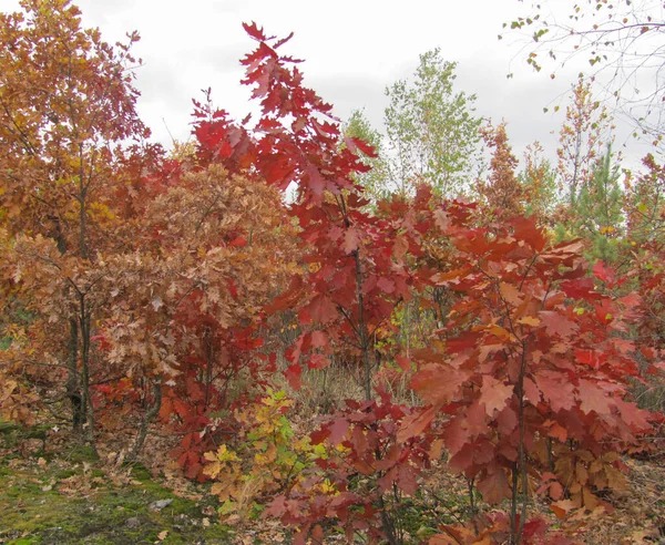 Oak Tree Autumn Forest — Stock Photo, Image
