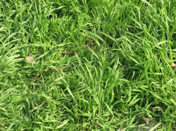 Green Grass Natural Spring Background — Stock Photo, Image