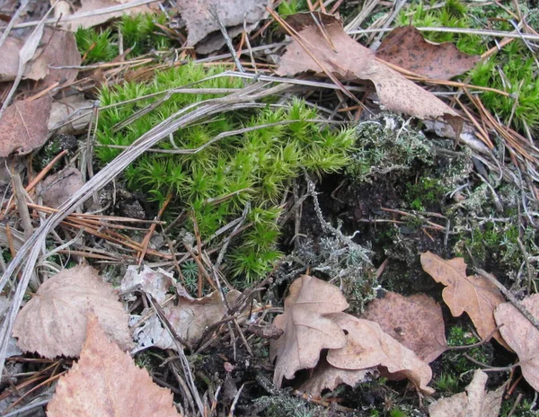 Waldboden Grünes Moos Und Trockenes Laub — Stockfoto