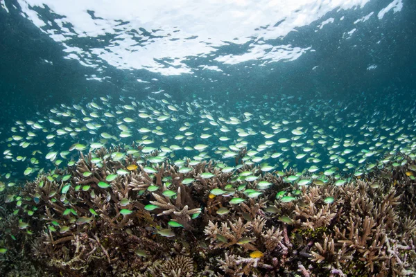 Синьо зелений Damselfish і корали — стокове фото