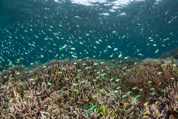 Damselfish і красивий кораловий риф — стокове фото