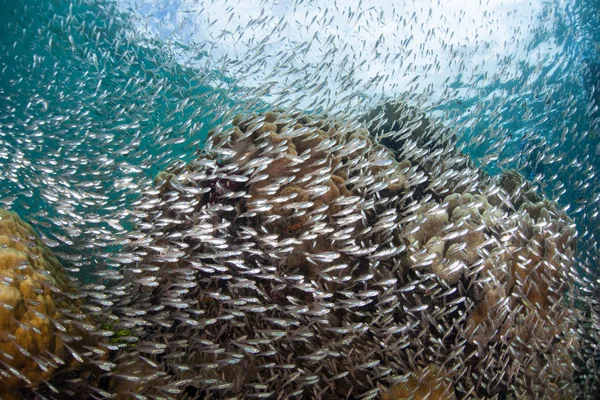 Rafa rybami w Raja Ampat — Zdjęcie stockowe