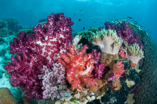 라자 Ampat에 다채로운 부드러운 산호 — 스톡 사진