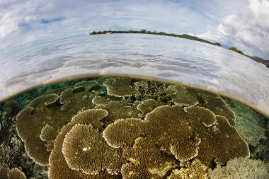 Mercan Üçgeni sığlık kırılgan mercan