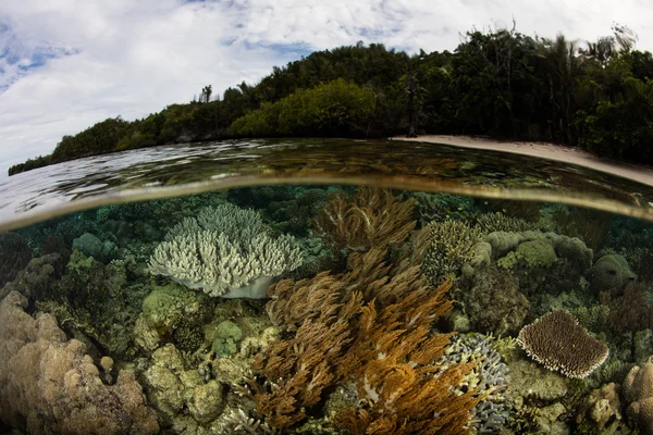 Korale, rośnie w pobliżu wyspy w Raja Ampat — Zdjęcie stockowe