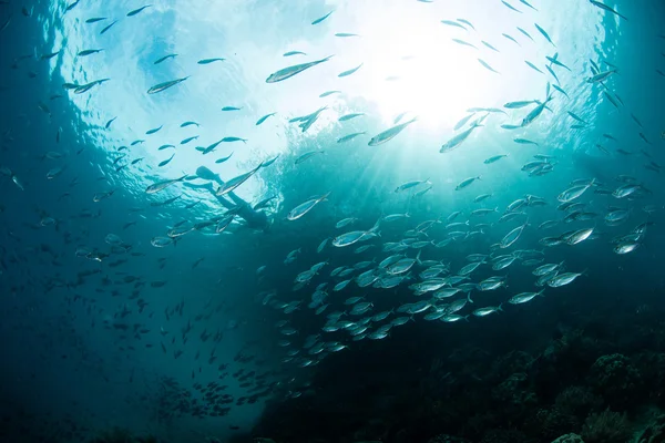 Escolaridade Peixes e Snorkeler em Raja Ampat — Fotografia de Stock