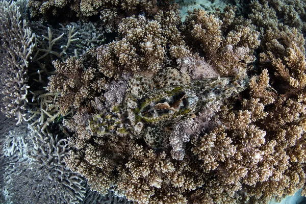 Crocodilefish camuflado en Raja Ampat —  Fotos de Stock