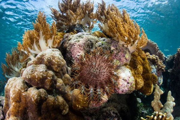 Crown-of-Thorns Seastar та кораловими рифами — стокове фото