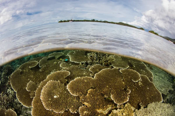 Mercan Üçgeni sığlık kırılgan mercan