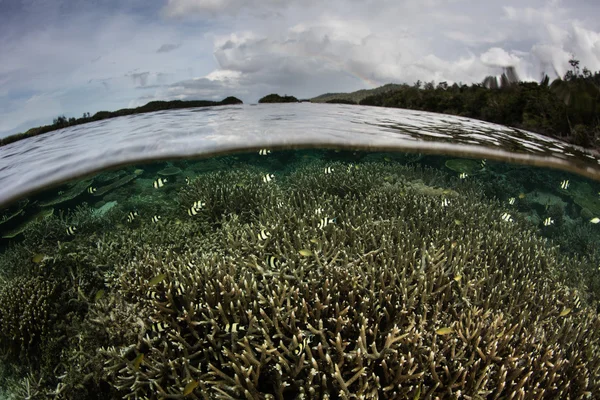 Corais e Humbug Damegoísta em Raja Ampat — Fotografia de Stock