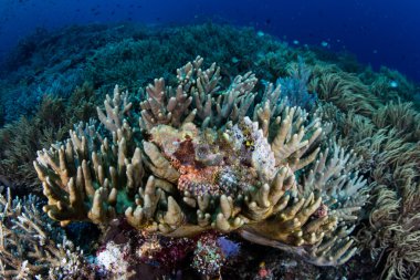 Raja Ampat Papua Scorpionfish