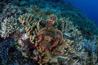 Raja Ampat renkli Papua Scorpionfish