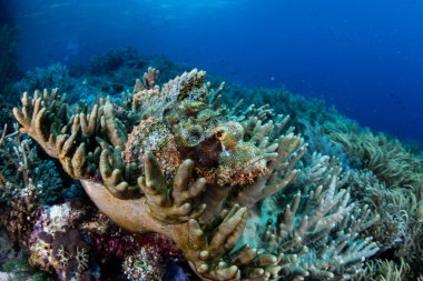 Papua Scorpionfish ve Raja Ampat Reef