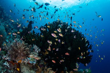 Renkli balık ve mercan kayalığı Raja Ampat içinde