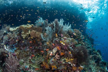 Canlı resif ve renkli Anthias Raja Ampat