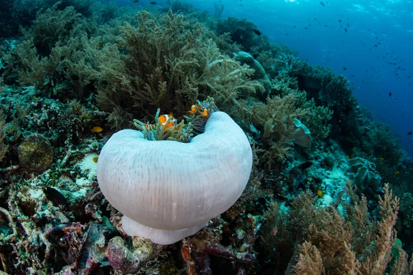 Anemon i Clownfish symbiozie — Zdjęcie stockowe