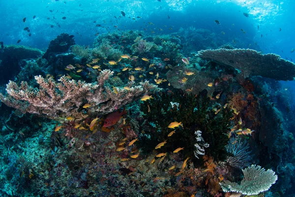 Belo recife em Raja Ampat — Fotografia de Stock