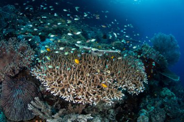 Küçük balık ve Raja Ampat sağlıklı mercan