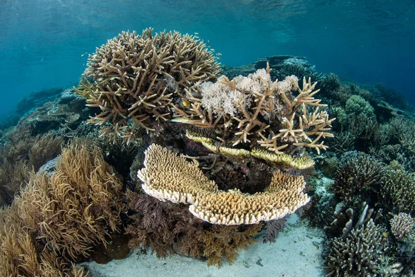 Healthy Corals Grow in Indonesia — Stock Photo, Image