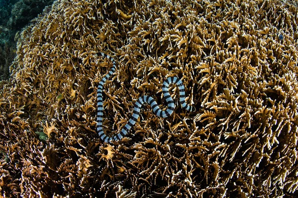 라자 Ampat 산호에 줄무늬 바다 뱀 — 스톡 사진