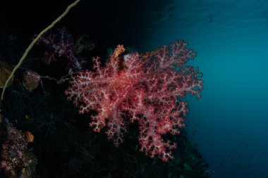 Yumuşak mercanlar ve Raja Ampat karanlık su